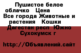 Пушистое белое облачко › Цена ­ 25 000 - Все города Животные и растения » Кошки   . Дагестан респ.,Южно-Сухокумск г.